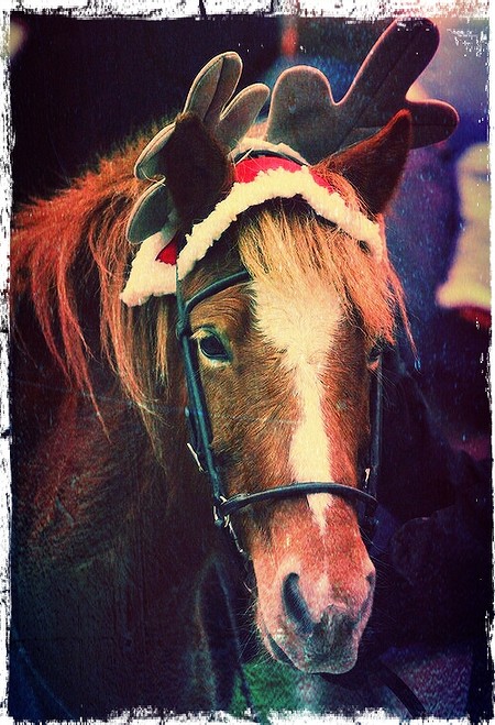 Christmas horse